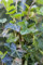 Hedera helix hibernica 150-200 cm - Irischer Efeu, immergrün, ideal für Fassadenbegrünung, pflegeleicht, winterhart