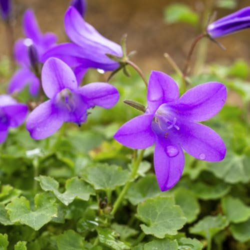 Campanula 'Resholt Variety' - Deep Violet Bell-Shaped Flowers, Evergreen Groundcover - Hardy Perennial – 1x 9cm Potted Plant by Thompson & Morgan