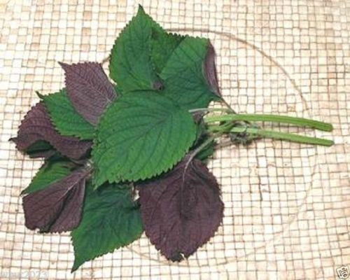 Pinkdose 1000 Semillas de perilla vietnamita (Perilla Frutescens) Temporada cálida anual, hierba asiática