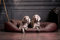 tierlando® Orthopädisches Hundebett Sammy | Pflegeleichtes Kunstleder | Dicke Umrandung | L - XXXXL Hundesofa (Braun Gr. XXL 140 cm