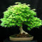 AchidistviQ 30 Stück Bonsai-Baum-Samen, Japanischer Ahorn-Baum-Samen Für DIY Hausgarten-Dekor Bonsai-Ahorn-Baum-Samen Pflanzen Zum Pflanzen Grün Ahornbaumsamen