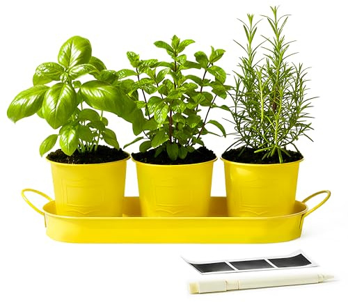 DIVCHI Metal Herb Planter Pots Set of 3 with Tray & Chalk Labels – Indoor Herb Garden Kit for Kitchen Windowsill – Decorative Herb Pots for Basil, Mint, Rosemary – Indoor & Outdoor Use – Yellow