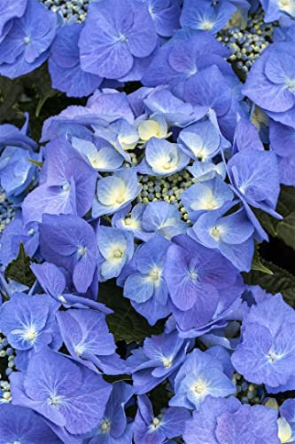 Hydrangea macrophylla 'Blaumeise' 30-40 cm - Bauernhortensie, blaue Blüten, Blütezeit Juni-September, ideal für Kübel, pflegeleicht und winterhart
