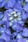 Hydrangea macrophylla 'Blaumeise' 30-40 cm - Bauernhortensie, blaue Blüten, Blütezeit Juni-September, ideal für Kübel, pflegeleicht und winterhart