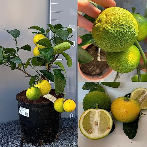 SAVINI VIVAI Zedernpflanze Citrus Pompia, Zitrusbaum im 20 cm Topf, Höhe 70 cm, 2-3 Jahre Veredelung, hergestellt in Italien
