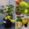 SAVINI VIVAI Zedernpflanze Citrus Pompia, Zitrusbaum im 20 cm Topf, Höhe 70 cm, 2-3 Jahre Veredelung, hergestellt in Italien
