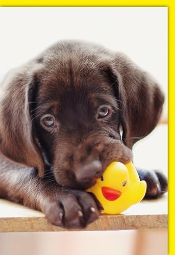 Verlag Dominique Grußkarte blanko Hund Labrador Gummiente - mit Umschlag