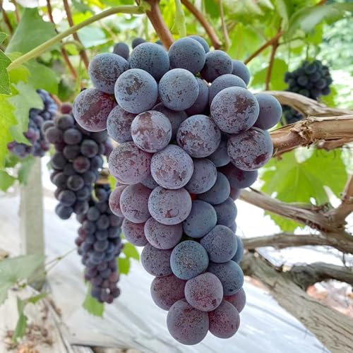 180 piezas Semillas de plantas de vid de uva - Regalo de jardín de hierbas de árboles frutales enanos, Uvas sin semillas, Plantas de uva, Vitis vinifera, Regalos de jardín de plantas de