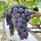 180 piezas Semillas de plantas de vid de uva - Regalo de jardín de hierbas de árboles frutales enanos, Uvas sin semillas, Plantas de uva, Vitis vinifera, Regalos de jardín de plantas de