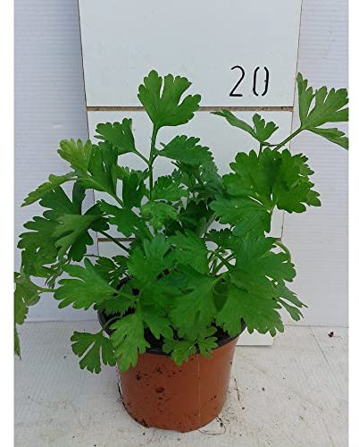Perejil (Maceta 10,5 cm Ø) - Planta viva - Planta aromatica