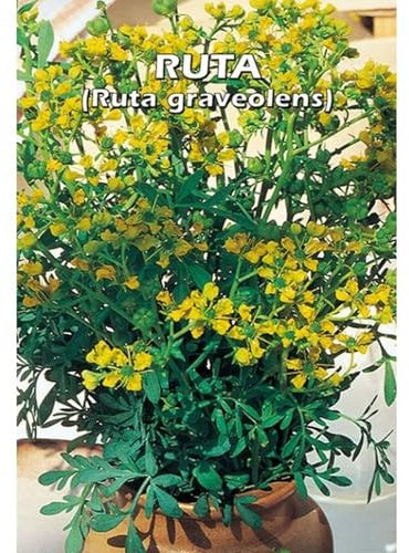 Italsementi Ruta (Ruta Graveolens)