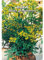 Italsementi Ruta (Ruta Graveolens)
