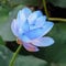 Lotus Samen Lotussamen Bonsai - Hydroponic Seltene Pflanzen Serie - Geschenke FüR Gartenliebhaber Hochbeete FüR Garten GartenkräUter Winterharte KüBelpflanzen MehrjäHrig Blumendeko 40Stück