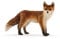 schleich 14782 Fuchs, ab 3 Jahren, WILD LIFE - Spielfigur, 3 x 8 x 5 cm, Mehrfarbig/Meereswellen (Ocean Tides)
