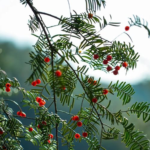 Taxus baccata samen, winterharte pflanzen für garten eibe pflanze samen, minigarten, bonsai baum echt bonsai tree bäume pflanzen bio samen alte sorten, baum pflanzen bäume kaufen, 20pcs