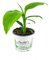Banane Winterhart, Musa basjoo im 12 bis 15 cm Topf