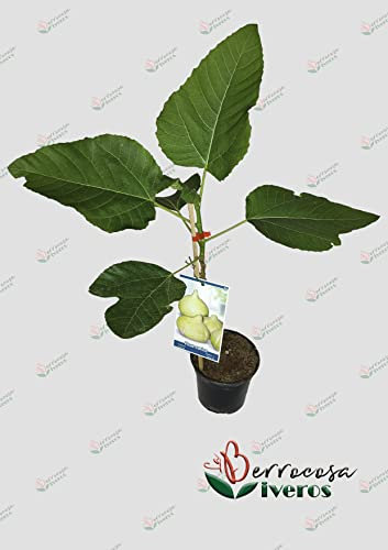 Arbol de higuera - Brevas en maceta Alt. aprox 50cm - 80cm variedad cuello dama blanco