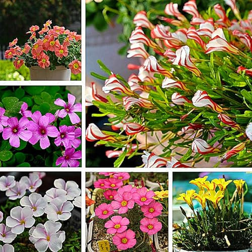 Oxalis-Zwiebeln,Winterhart MehrjäHrig, Topfpflanzen,Oxalis Knollen，Kleine Blumen,Garten,Bodendecker,Oxalis Pflanze，Winterhart，Oxalis Versicolor Knollen-15zwiebeln-B