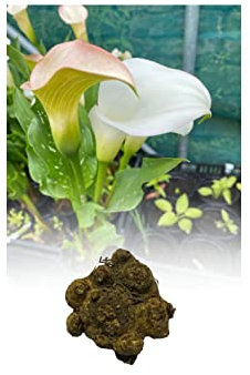 1 Zantedeschia White Calla (Arum) Lily Bulbs/Rhizomes Size 24/26 Summer Flowering Perennial Plant : - by GARTHWAITE NURSERIES® : - UK Stockist
