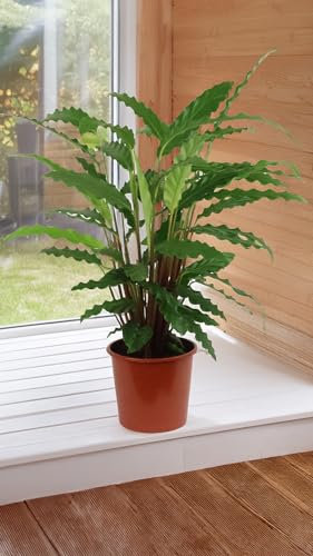 GASMIS - Calathea Wavestar Green - Korbmarante - Luftreinigende Pflanze - Besondere Blätter - Mix Topf 17cm