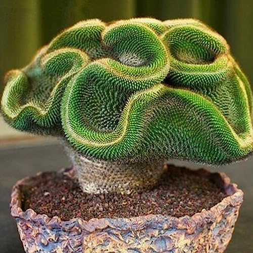 Rotyroya 30/60 Piezas de Semillas de Cactus Raras, decoración de bonsái de Adorno de Oficina en casa de Plantas suculentas 30 Piezas