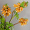 Fritillaria zwiebel,winterharte pflanzen,duftend,sehr robust,Staude,Schnittblumen,fritillaria imperialis,für den Garten geeignet,fritillaria meleagris(nicht künstlich,winterhart)-2 zwiebel-D