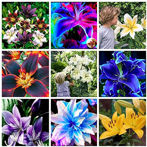 Lilium martagon zwiebeln,winterharte,lilien deko,lilien im topf,lilie riesen,lilie,lilien zwiebeln forever susan,duft lilien,lilien knollen,lilien zwiebeln winterhart mehrjährig.-10 zwiebeln-A