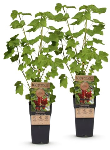 Green boutiQ - Plante fruitière - Ribes rubrum Jonkheer van Tets - Plante à baies - Résistante à l'hiver - Groseille - 2 Plantes - Pot 15cm - Hauteur 50cm