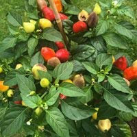 Tennessee Tear Drop -Mini Bonsai Chili- RARITÄT * IDEAL FÜR DIE FENSTERBANK *