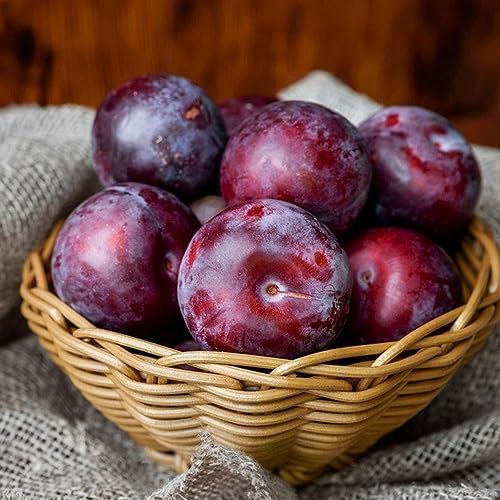 80 pcs pflaumenbaum samen dekopflanzen steingartenpflanzen winterhart pflaumen pflanzen pflaume obstbäume baumsamen säulenobst obstsamen hochbeet balkon seed frisches obst obst frisch