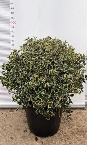 Planta Acebo Ilex Aquifolium Argenteomarginata Bola Jarrón Clt 30