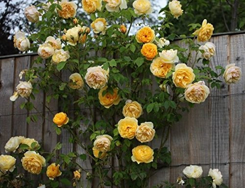 Müller Münchehof GmbH Strauchrose in div. Farbnuancen Farbe Gelb