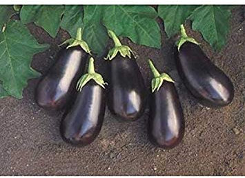 Samen Keimung: 50 - Seeds: Santana Hybrid Aubergine Seeds - Perfekt für Grillen, Braten, Füllung, Abbeizen
