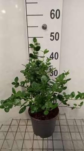 Ceanothus griseus 'Yankee Point' - Säckelblume 25-30 cm Container