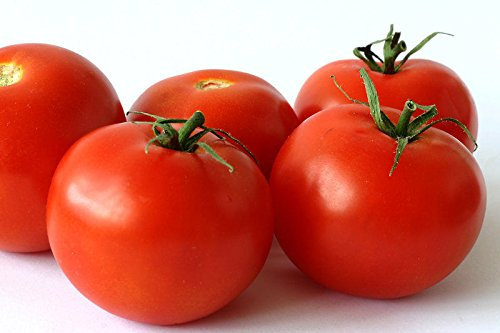 Portal Cool 50+ Premium Choice-ig süße Campari Tomaten-Samen-D 48
