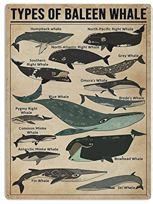 Types of Baleen Whale Knowledge Poster Metallblechschild, Wandschild, Dekoration, Vintage-Retro-Schild, Eisenmalerei, Aluminiumschild für Heimdekoration, Bar, Shop, Männer, Höhle, Außenbereich, Gara