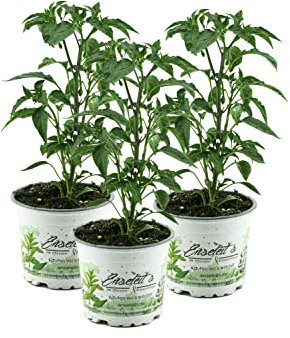 Peperoni, Peperoni Pflanze, Peperoni frisch, Peperoni würzen, Peperoni 3 Pflanzen