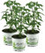 Peperoni, Peperoni Pflanze, Peperoni frisch, Peperoni würzen, Peperoni 3 Pflanzen