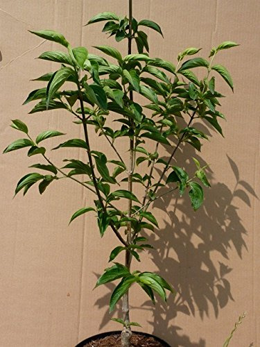 Kornelkirsche Cornus mas Jolico veredelt großfrüchtig hoher Vitamin C Gehalt 60-100 cm 7,5 L Topf