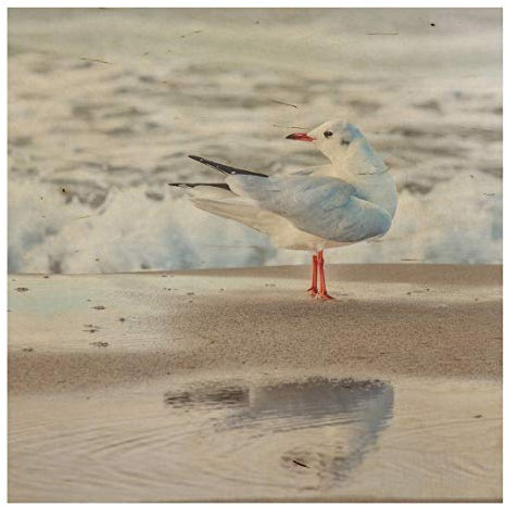 Bilderwelten Holzbild - Möwe am Strand vor Meer 30 x 30cm