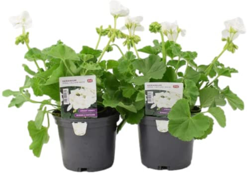 Large Garden Ready Zonal Geranium - Calliope 2 Plants in 1 Litre Pots. Real, Living, British Grown & Potted. Easy to Grow in Containers, Baskets, Patios & Beds, Outdoors (Calliope White)