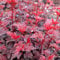 Physocarpus Lady in Red Ninebark Pink Flowering Shrub Hardy Garden Plant in Pot (9cm Pot, 15-25cm)