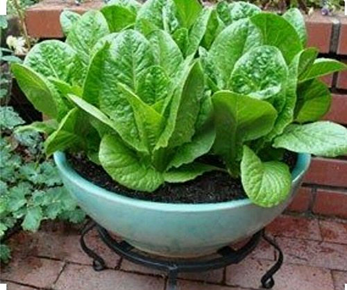 1000 Römersalatsamen – gentechnikfrei – offen bestäubt – biologisch