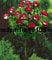 mehrere Bonsai-Baum Bonsai-Baum Farben Hof 100 Blumensamen Rose