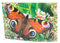 Cornelissen 3D Postkarte Tagpfauenauge, Schmetterling Motiv, 16 x 11 cm, Wackelkarte, Hologrammkarte, Allgemein, Erwachsene und ältere Kinder, Postkarte