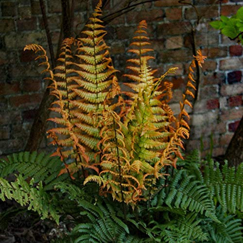 YouGarden Alpine Wood Fern 'Jurassic Gold', Established Plant in 9cm Pots, Dryopteris wallichiana, Ready to Plant, for Pots, Beds, and Borders