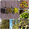 Olivenbaum Winterhart Balkon Samen, Olea Europaea, Baumsamen Pflanzen Züchten Olivenbäume Nachhaltige Geschenke Für Frauen Indoor Plants Mini Garten Bonsai Samen 5 Stück
