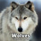 Wolves Calendar 2024: 16 Months Calendar ,Schedule Organizer From September 2023 to December 2024 ,For wolf lovers , Men , Women , Girls , Boys