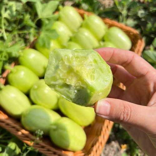 350 pcs gurken samen freiland - Cucumis sativus - gemüsebeet, samen gurke gurkensamen gemüsesamen bio, balkon beet bio gemüse, pflanzen samen geschenke für gärtner, biosaatgut gemüsepflanzen,