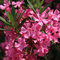 100 graines de fleurs de laurier-rose roses